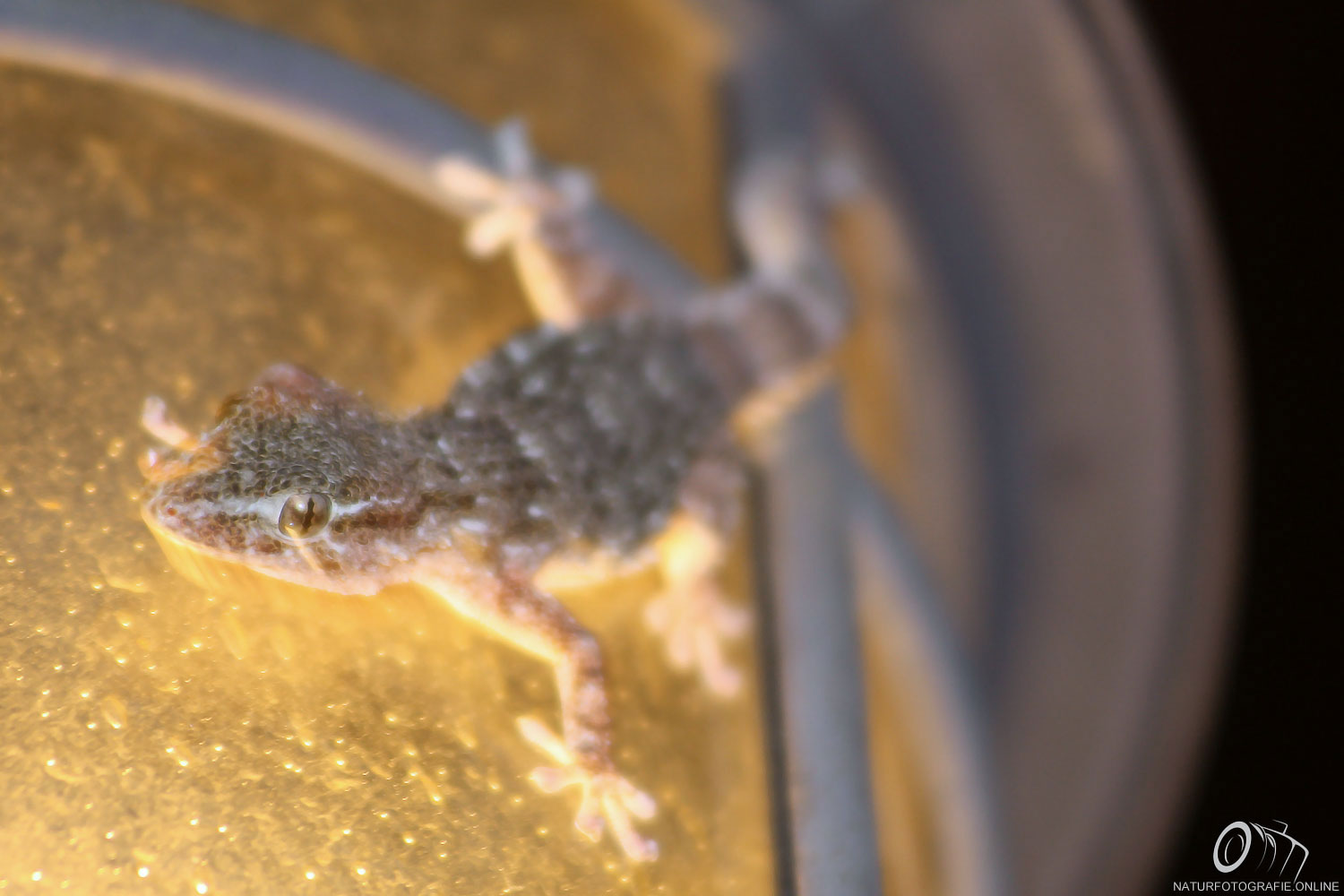 Gecko in Lauerstellung auf der Lampe