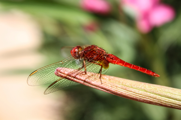 Libelle auf Blütenstiel. Eine Nahaufnahme mit Hintergrund Bokeh.