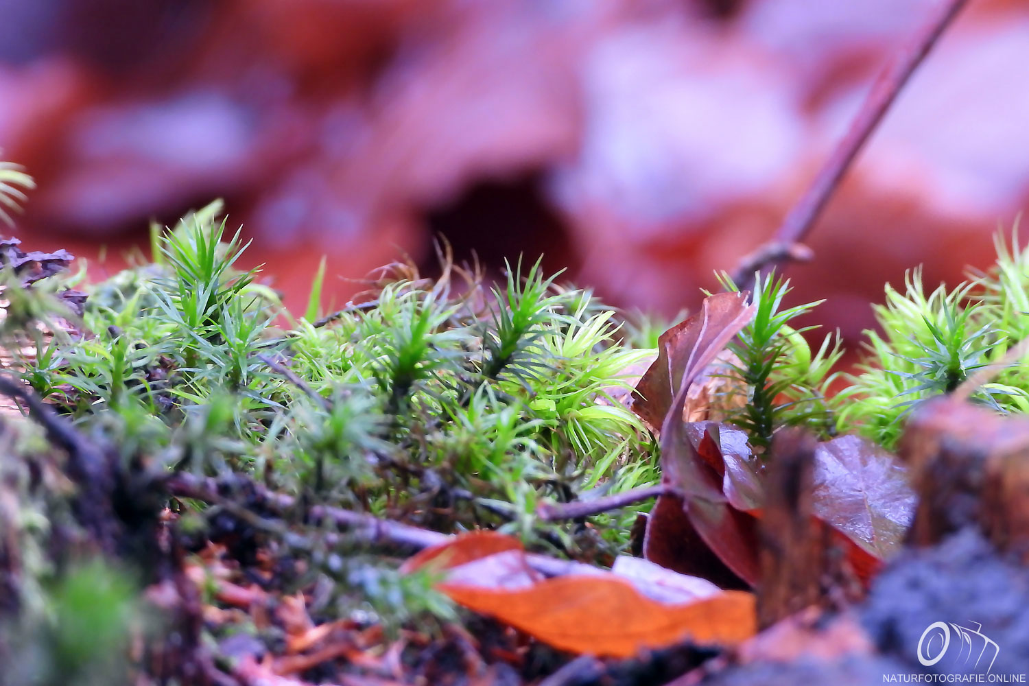 Foto von Herbstfarben in der Natur