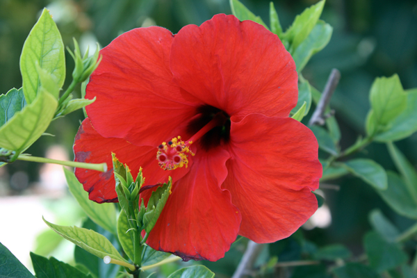 Foto von Hawaiianischer Hibiskus