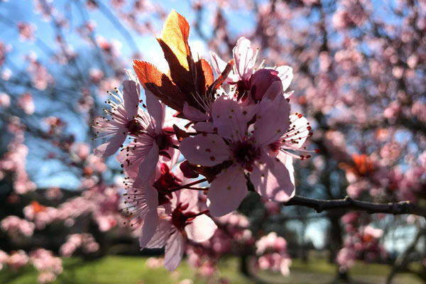 Foto von Kirschblüte im Sonnenlicht