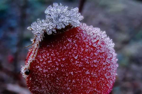 Foto von einer roten Beere mit Frost