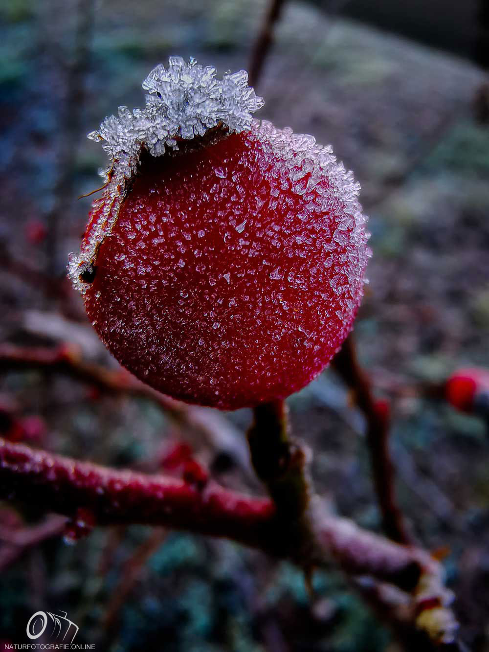 Foto von einer roten Beere mit Frost