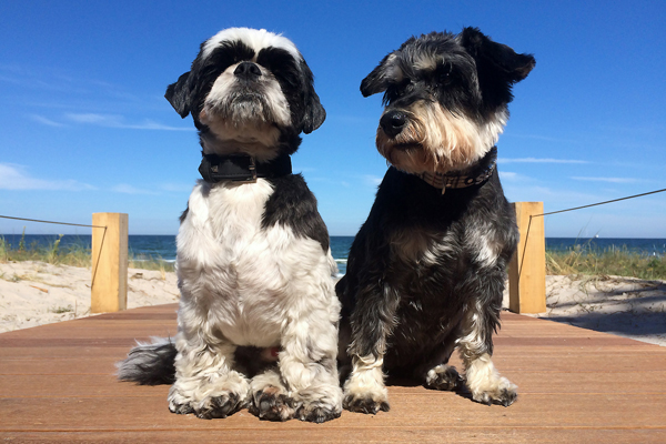 Hunde am Strand von Binz