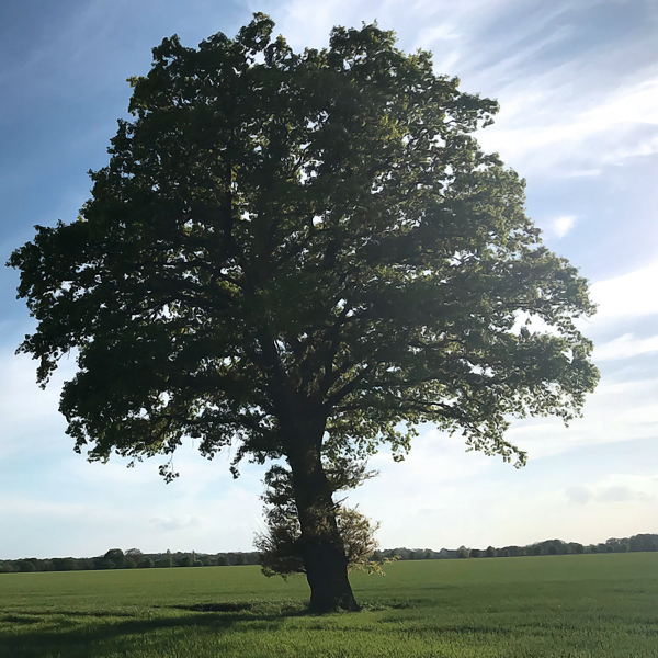 Einzelner Baum auf der Wiese