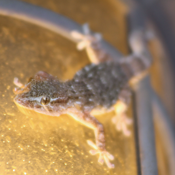 Gecko auf Nahrungssuche