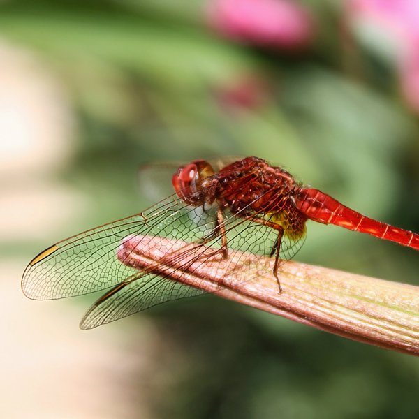 Libelle auf Blütenstiel