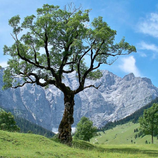 Ahornboden im Karwendel