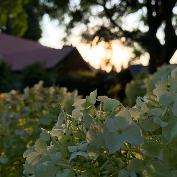 Blüten in der Abendsonne