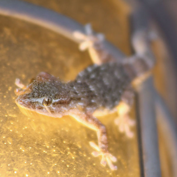 Gecko in Lauerstellung auf der Lampe