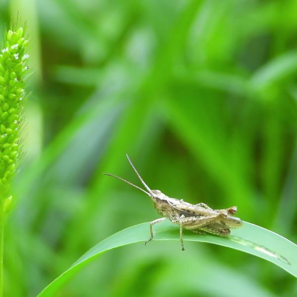 Grashüpfer bei der Pinkelpause