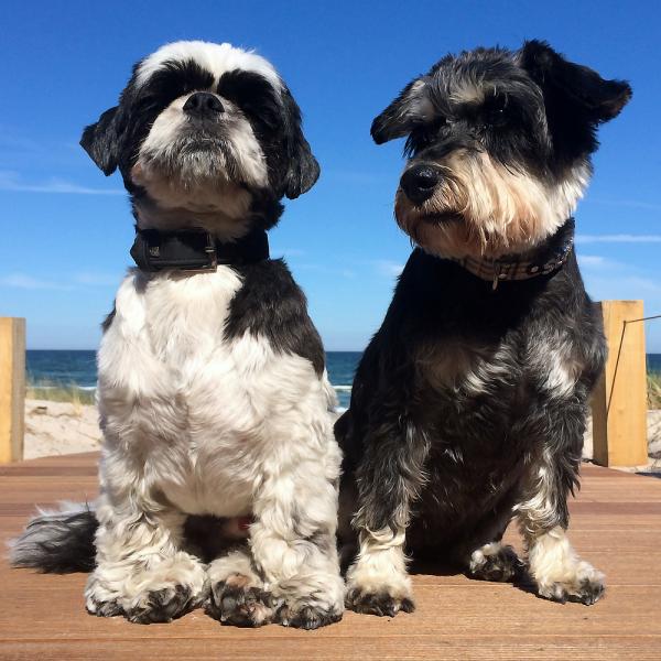 Hundeurlaub am Strand