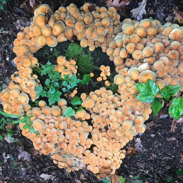 Im Herbst schießen die Pilze