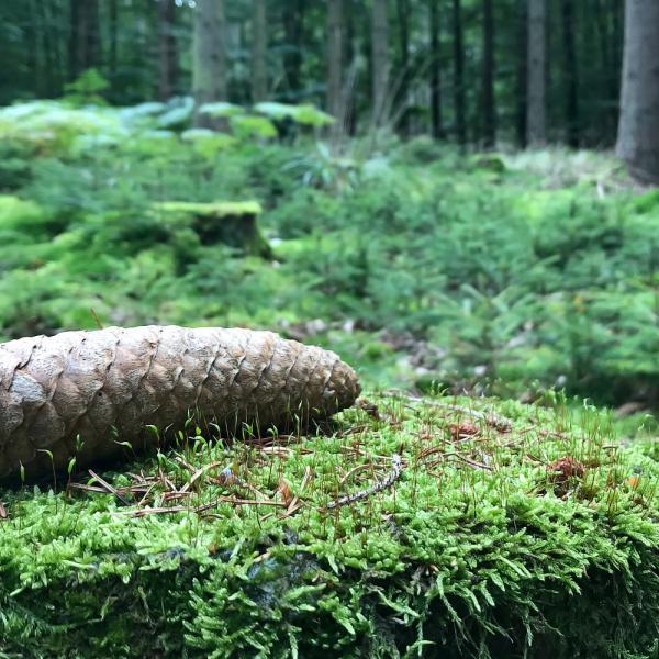 Natur ... für ein Foto arrangiert